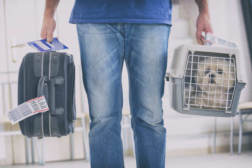 Como viajar com cachorro no avião? Descubra tudo sobre o tema