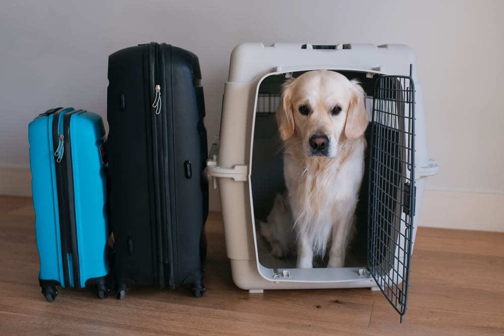 Como viajar com cachorro de avião sem dores de cabeça