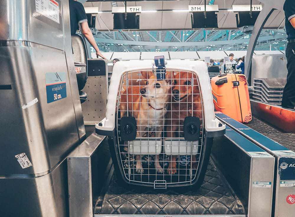 Como viajar com cachorro de avião com segurança