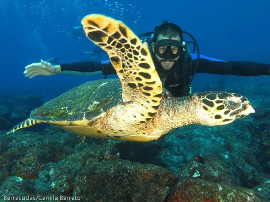 Homem mergulhando em Fernando de Noronha com tartaruga